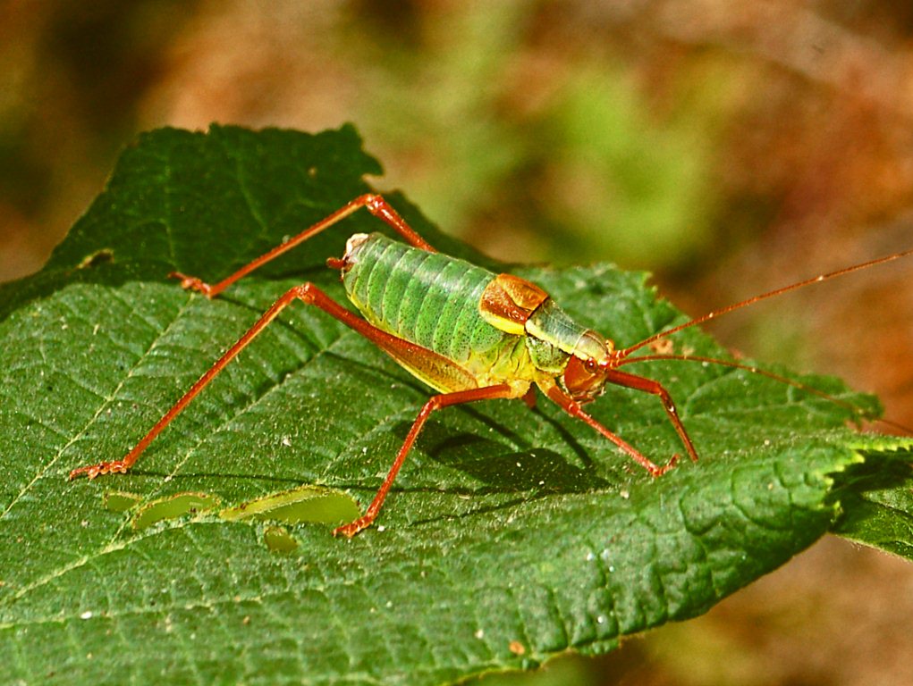 Un bell''ortottero rosso e verde da determinare